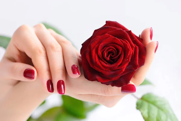 Mains d'une femme avec manucure rouge foncé avec rose rouge — Photo