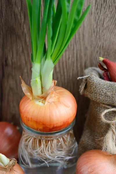 Csírázott hagyma üveg tárolóedényekbe töltik, fából készült háttér — Stock Fotó