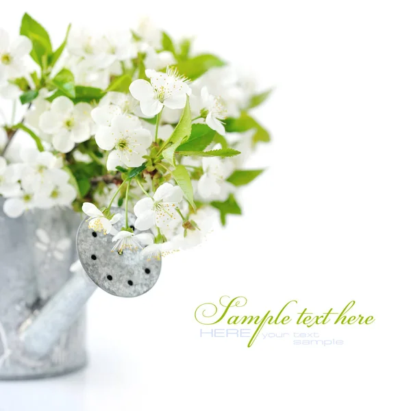 Gießkanne mit Kirschblüten auf weißem Hintergrund mit Platz für Ihren Text — Stockfoto