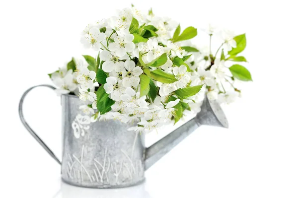 Regadera con flores de cerezo sobre fondo blanco — Foto de Stock