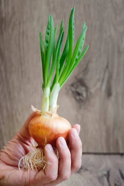 Ręka (ludzki rolnik kucharz) trzyma porośnięte cebuli na rustykalne drewniane tła — Zdjęcie stockowe