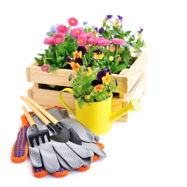 Gardening tools and spring flowers on a white background — Stock Photo, Image