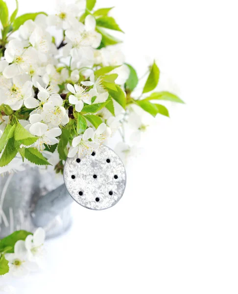 Watering can with cherry flowers on a white background — Stock Photo, Image