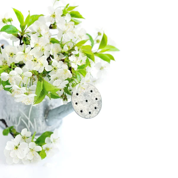 Gieter met cherry bloemen op een witte achtergrond — Stockfoto