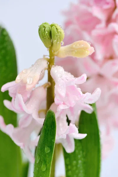 Grosse jacinthe rose avec gouttes d'eau — Photo