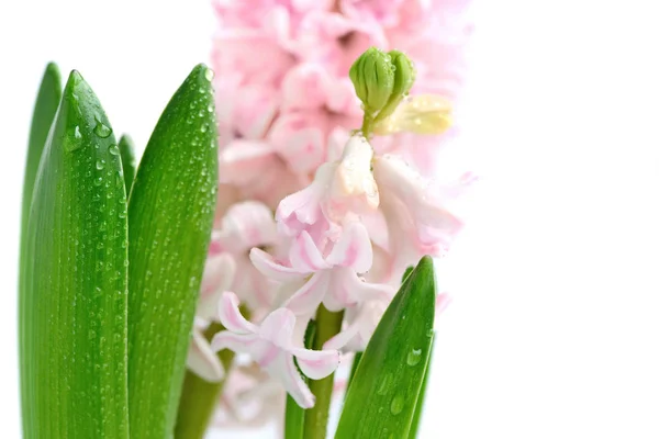 Pink hyacinth with drops of water on a white background — Stock Photo, Image