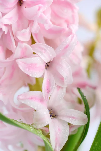 Closeup roze hyacinth met druppels water — Stockfoto