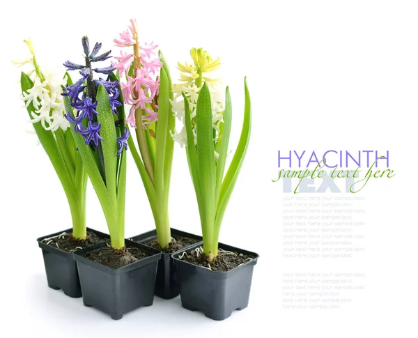 Vibrant multicolored hyacinth spring flowers isolated on white background — Stock Photo, Image