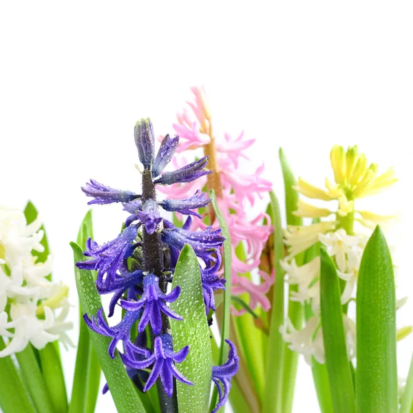 Skupina vícebarevné hyacinty s kapkami vody na bílém pozadí — Stock fotografie