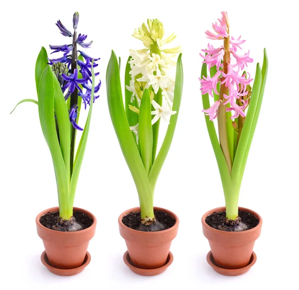 Vibrantes flores de primavera de jacinto multicolor aisladas sobre fondo blanco — Foto de Stock