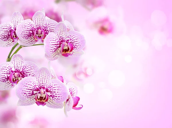 Fond floral d'orchidées tropicales — Photo