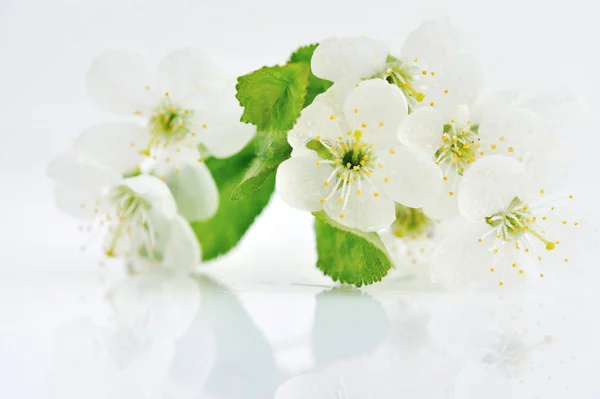 Brindille de cerisier en fleur isolée sur fond blanc — Photo