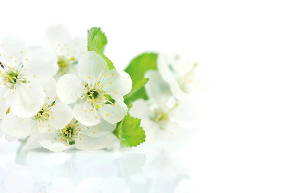 Ramoscello di ciliegio in fiore isolato su sfondo bianco — Foto Stock
