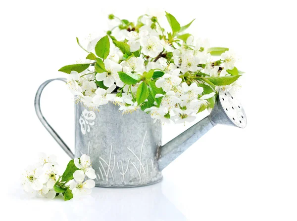 Watering can with cherry flowers on a white background — Stock Photo, Image