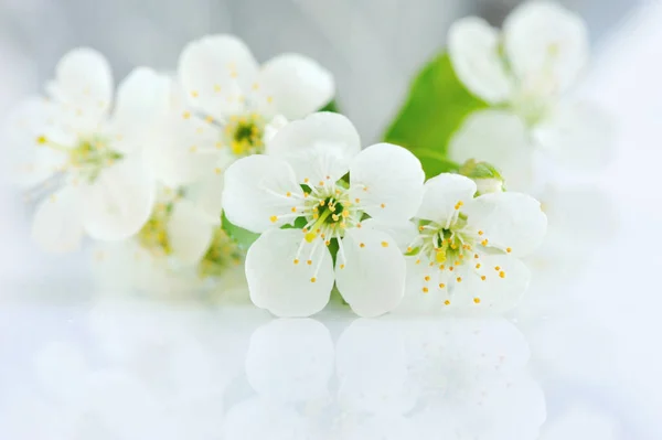 Cherry twig in bloom with a watering-can in the background — Stock Photo, Image