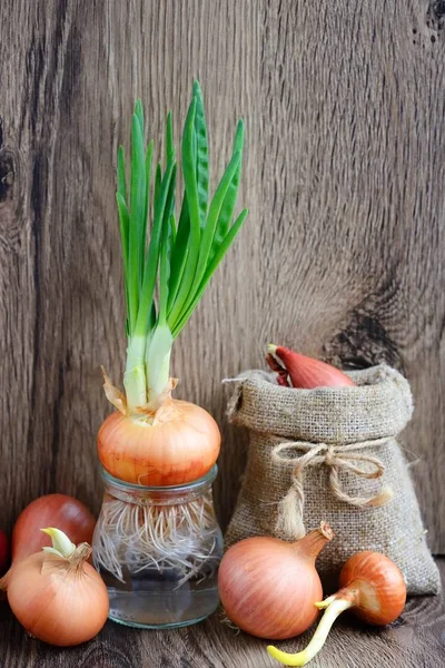 Kolorowy cebuli na rustykalne drewniane tła — Zdjęcie stockowe