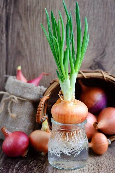 Bunte Zwiebeln auf rustikalem Holzgrund — Stockfoto