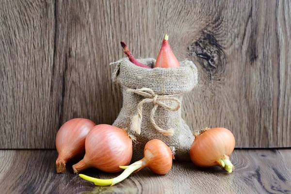 Droge lamp uien voor het planten in een kleine zak op houten pagina — Stockfoto