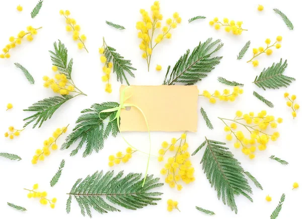 Flores de Mimosa sobre fondo blanco con tarjeta en blanco para saludar. Vista superior . —  Fotos de Stock
