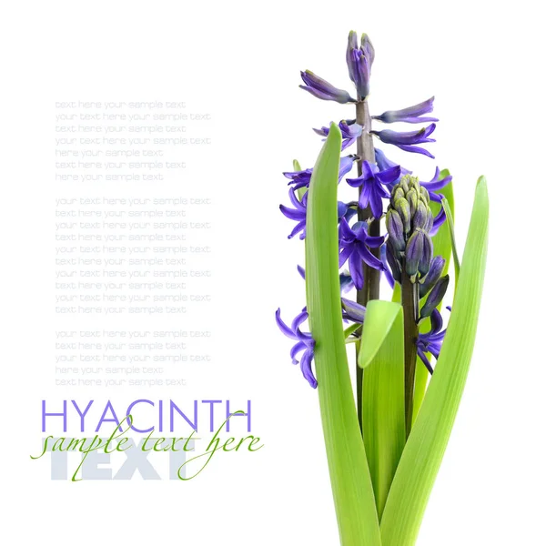 Blue hyacinth isolated on white background — Stock Photo, Image