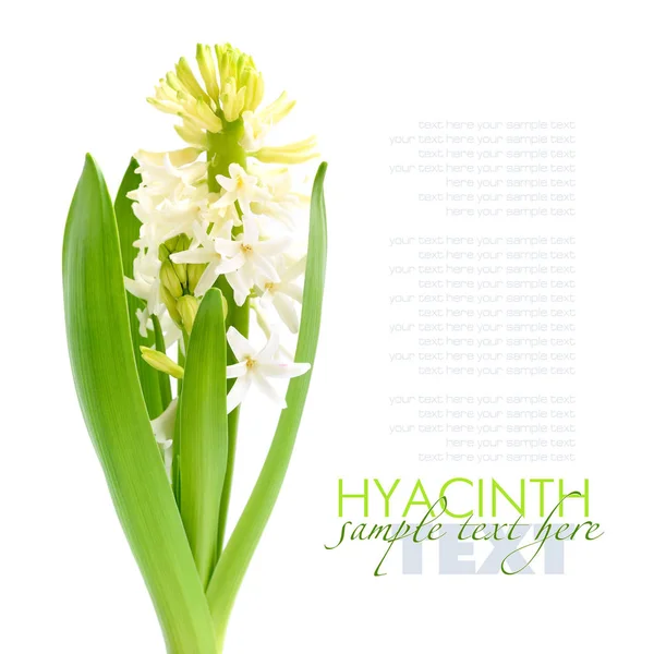 White hyacinth isolated on white background — Stock Photo, Image
