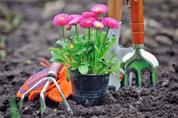 Hermosas flores de marguerita y herramientas de jardín —  Fotos de Stock