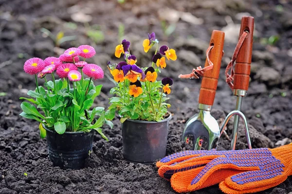 Herramientas de jardinería y flores de primavera en el jardín —  Fotos de Stock
