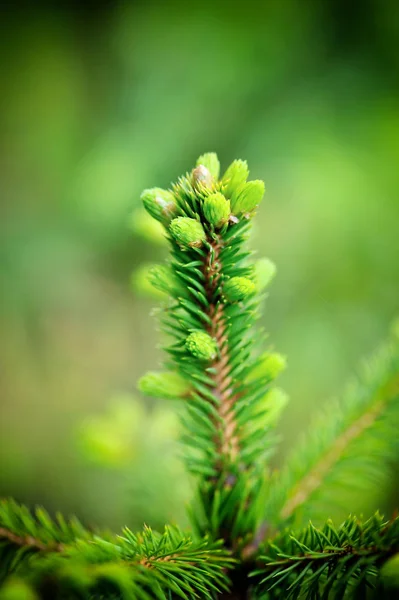 Spruce tree branch with young shoots and fresh green buds, needles. — Stock Photo, Image