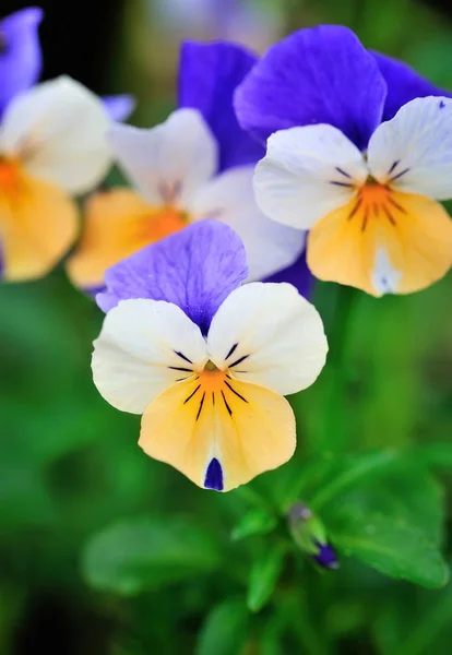 Tricolor pansy flower plant natural background, springtime — Stock Photo, Image