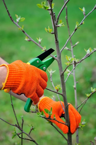 Mains avec des gants de jardinier effectuant des travaux d'entretien, taille de l'arbre — Photo