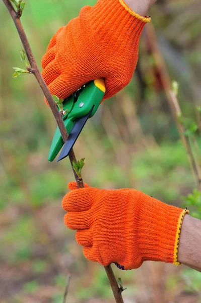 Ruce v rukavicích zahradník dělá údržbářské práce, řezání bush — Stock fotografie