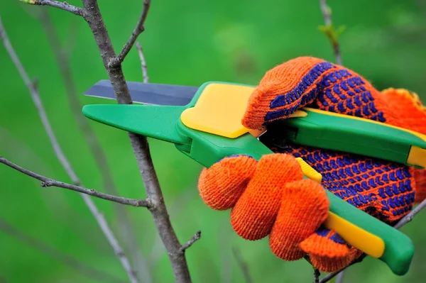 Mãos com luvas de jardineiro fazendo trabalhos de manutenção, podando a árvore — Fotografia de Stock