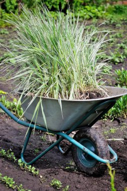 El arabası tam bir bahçede dikim için dekoratif sedges (Reed Kanarya çim) ile