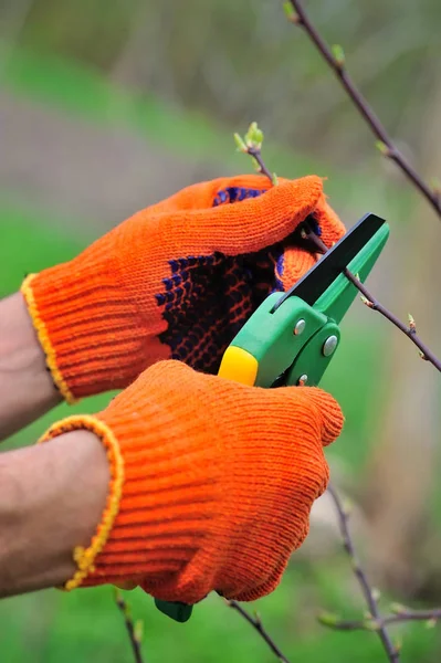 Руки з рукавичками садівника виконують ремонтні роботи, обрізання дерева — стокове фото