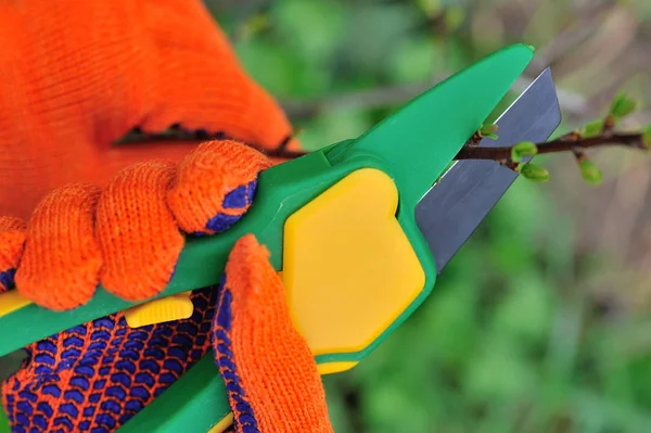 Mãos em luvas de jardineiro fazendo trabalhos de manutenção, cortando o arbusto — Fotografia de Stock