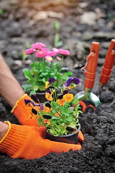 Jardineros manos plantando flores en un jardín —  Fotos de Stock