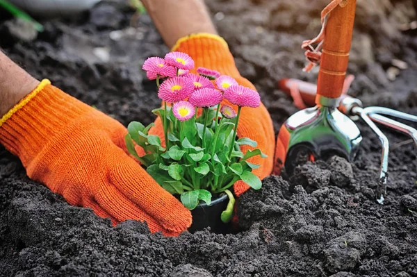 Jardineros manos plantando flores de marguerita en el jardín —  Fotos de Stock