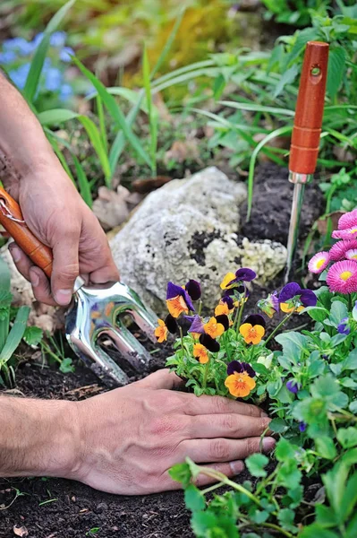 Zahradníci ruce sázel květiny v zahradě — Stock fotografie
