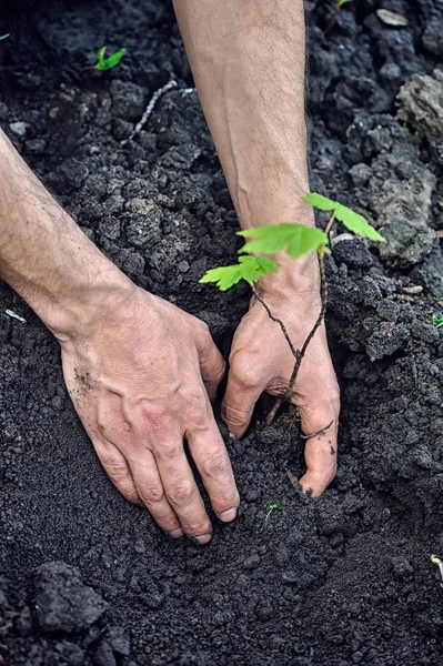 Jardineiro plantando uma árvore jovem no solo. Mão fechada do jardineiro . — Fotografia de Stock