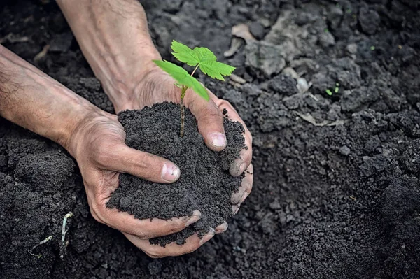 Mani che tengono giovane pianta con terreno — Foto Stock