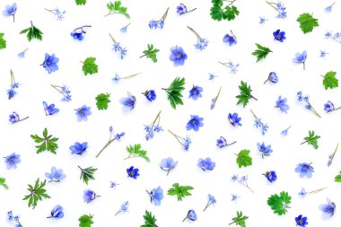 Çiçek desenli mavi bahar çiçekleri, yeşil yapılmış bırakır, beyaz arka plan üzerinde bud. Üstten Görünüm. Çiçek deseni.