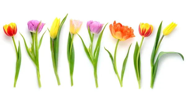 Sada různých barevných tulipánů izolovaných na bílém pozadí. Pohled shora. — Stock fotografie