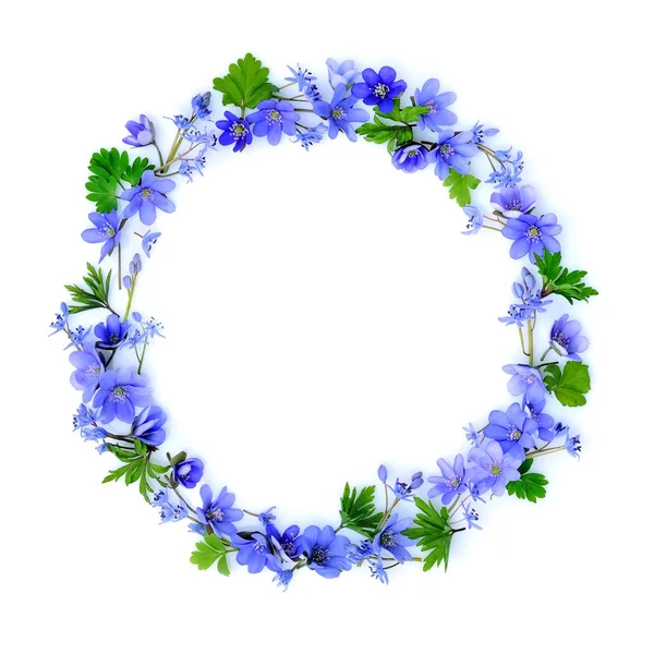 Cirkel av blå våren blommor på vit bakgrund. Ovanifrån. Ram av blommor. — Stockfoto
