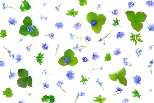 Patrón floral hecho de flores azules de primavera, hojas verdes, brote sobre fondo blanco. Vista superior. Patrón de flores . —  Fotos de Stock