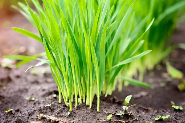 Jonge groene scheuten van tarwe aan het begin van hun groei, landbouw — Stockfoto