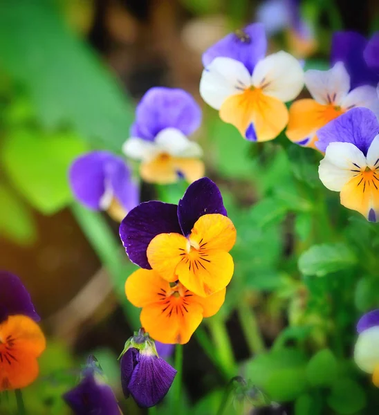 Tricolor pansy flor planta fundo natural, primavera — Fotografia de Stock