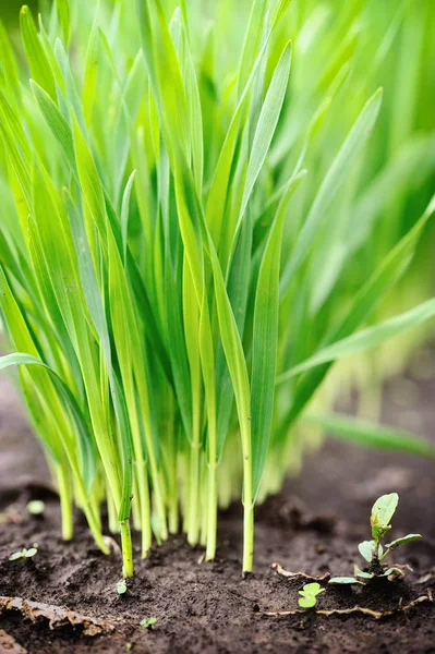 Jonge groene scheuten van tarwe aan het begin van hun groei, landbouw — Stockfoto