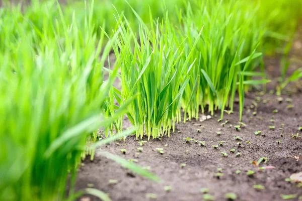 Junge grüne Triebe des Weizens am Anfang ihres Wachstums, Landwirtschaft — Stockfoto