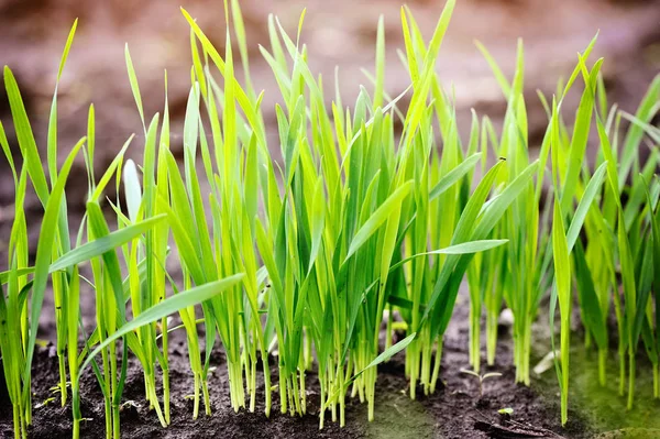 绿色的幼枝的小麦在他们的增长，农业开始 — 图库照片