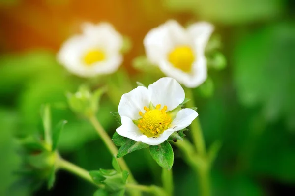 Primo piano fiori di fragola su uno sfondo verde naturale — Foto Stock